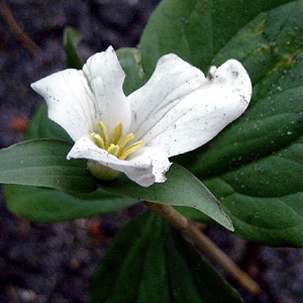 Photos Trillium nivale - Whip-poor-will flower