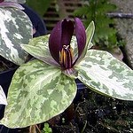 Photos Trillium sessile