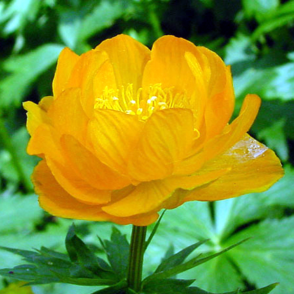 Photos Trollius chinensis - Globeflower