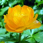 Trollius chinensis - Chinesische Trollblume Goldk�nigin