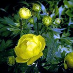 Trollius europaeus - Heimische Trollblume, Trollblume