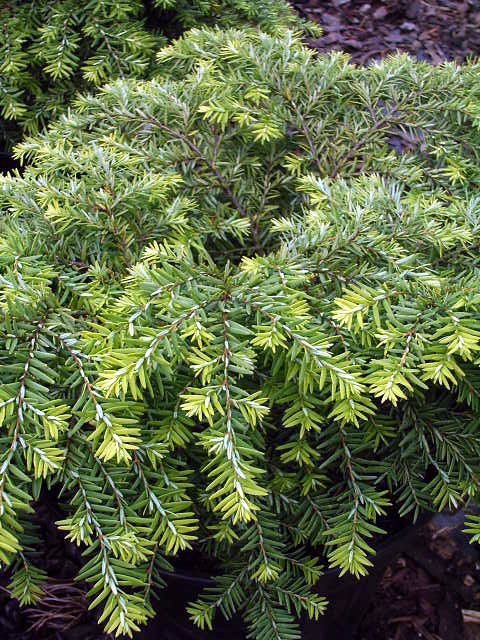 Fotos Tsuga canadensis - 