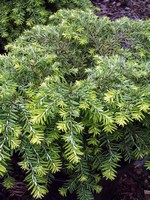 Photos Tsuga canadensis