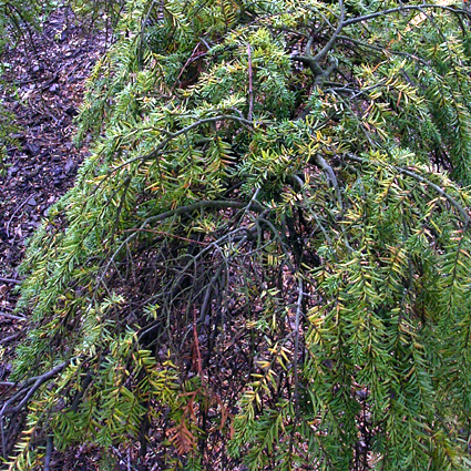 Photos Tsuga canadensis - Eastern hemlock