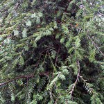 Tsuga canadensis - Kanadische Hemlocktanne, Schirlingstanne