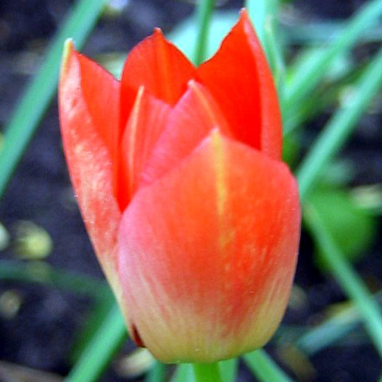 Photos Tulipa batalinii - Tulip