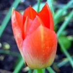 Photos Tulipa batalinii