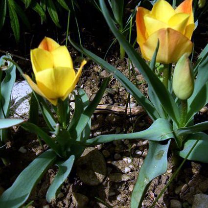Photos Tulipa linifolia - Tulip