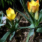 Photos Tulipa batalinii
