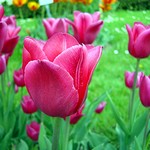 Photos Tulipa Fosteriana-Hybride