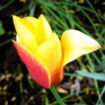 Photos Tulipa clusiana