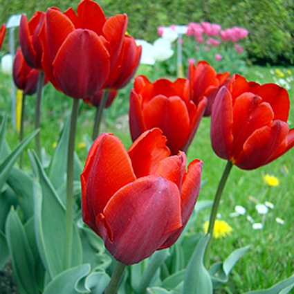 Photos Tulipa Fosteriana-Hybride - Tulip