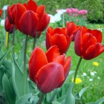 Photos Tulipa Fosteriana-Hybride