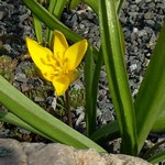 Photos Tulipa dasystemon