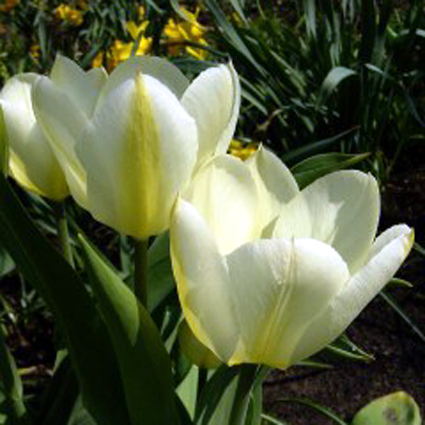 Photos Tulipa Fosteriana-Hybride - Tulip