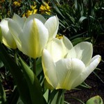 Photos Tulipa Fosteriana-Hybride