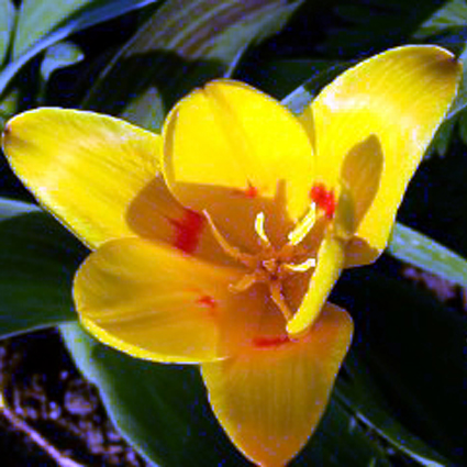 Photos Tulipa Greigii - Tulip