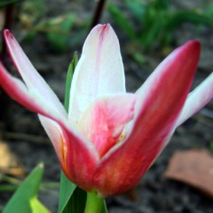 Photos Tulipa Kaufmanniana-Hybride - Tulip