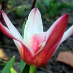 Photos Tulipa Kaufmanniana-Hybride - Tulip