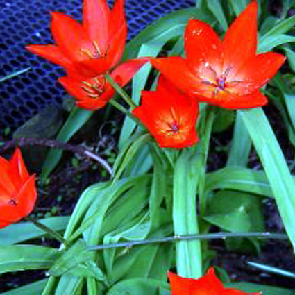 Photos Tulipa linifolia - 