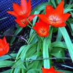 Photos Tulipa linifolia