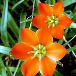 Photos Tulipa maximowiczii