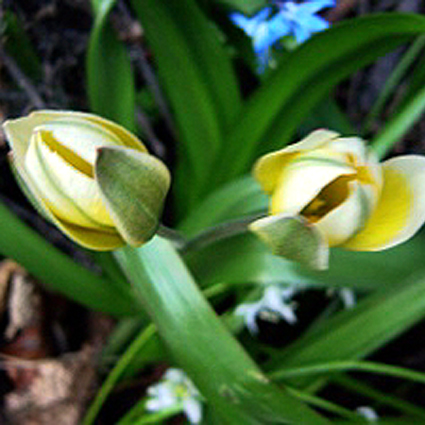 Photos Tulipa polychroma - Tulip