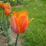 Photos Tulipa Fosteriana-Hybride
