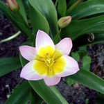 Foto Tulipa saxatilis - Tulipano