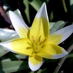 Photos Tulipa tarda
