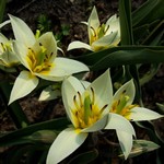Photos Tulipa turkestanica