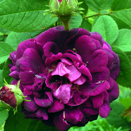Photos Rosa - Rose