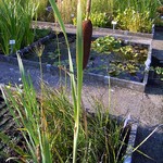 Typha shuttleworthii - Shuttleworth