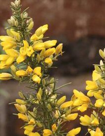 Arbusti Ulex europaeus