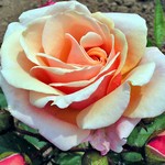 Photos Rosa