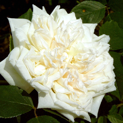 Photos Rosa - Rose
