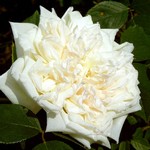 Photos Rosa