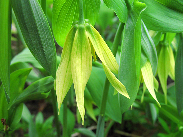 Photos Uvularia grandiflora - Largeflower bellwort