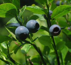 Piante Medicinali Vaccinium