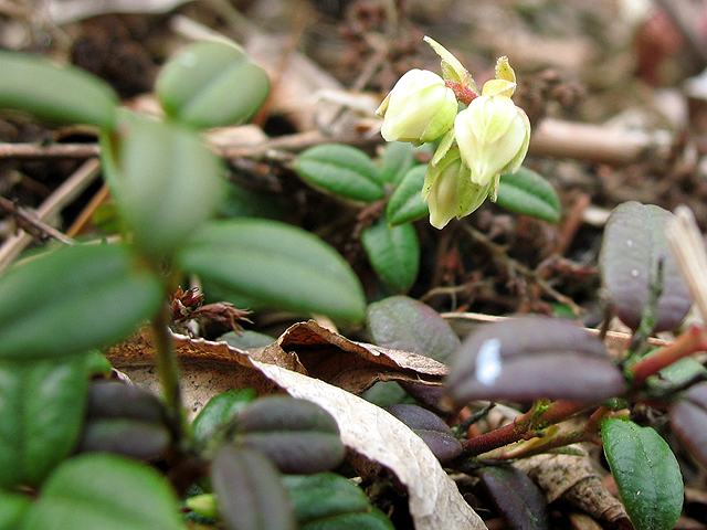 Photos Vaccinum macrocarpon - 