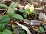 Vaccinum macrocarpon - Moosbeere, Kronsbeere