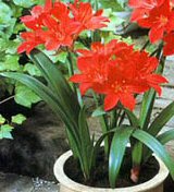 Bulbi Vallota speciosa
