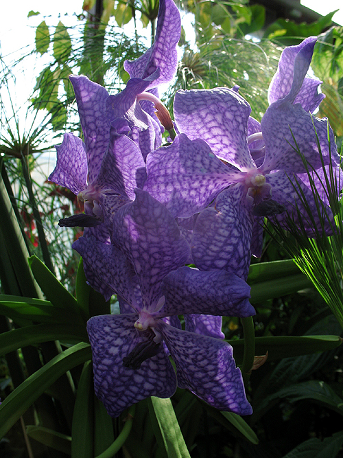 Photos Vanda Hybride - 