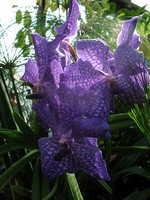 Vanda Hybride - 