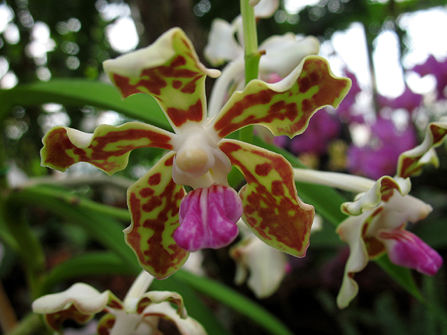 Photos Vanda tessellata - 