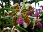 Photos Vanda tessellata