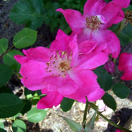 Photos Rosa - Rose