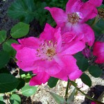 Photos Rosa