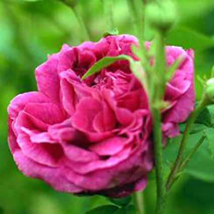 Fotos Rosa - 
