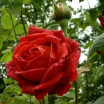 Photos Rosa